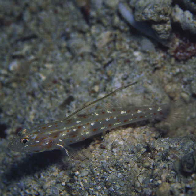 Ctenogobiops tangaroai